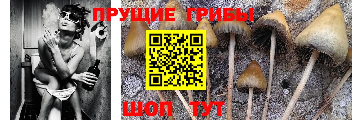 Галлюциногенные грибы Cubensis  Вход с VPN  Саяногорск 